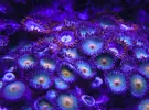 [TodoMarino.com] Espero sea mi próximo reef.