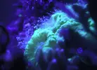 [TodoMarino.com] Espero sea mi próximo reef.