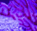 [TodoMarino.com] Espero sea mi próximo reef.