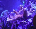 [TodoMarino.com] Espero sea mi próximo reef.