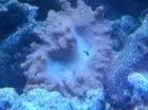 [TodoMarino.com] ¿Que le esta pasando a este coral?