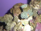 [TodoMarino.com] AYUDA Euphyllia y Caracol...POR FAVOR!!!