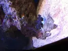 [TodoMarino.com] Que le passa a este Coral???