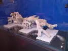 [TodoMarino.com] El reef de Nayara