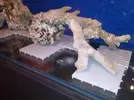 [TodoMarino.com] El reef de Nayara