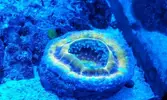 [TodoMarino.com] Coral, Coral, Coral....CORA REEF , hoy va de Zoos !