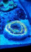 [TodoMarino.com] Coral, Coral, Coral....CORA REEF , hoy va de Zoos !