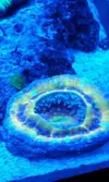 [TodoMarino.com] Coral, Coral, Coral....CORA REEF , hoy va de Zoos !