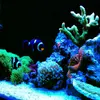 [TodoMarino.com] Micro reef  56 litros