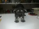 [TodoMarino.com] Los más perros de TodoMarino...