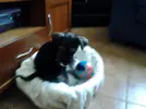 [TodoMarino.com] Los más perros de TodoMarino...