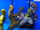 [TodoMarino.com] Hippocampus reidi. Parejas reproductoras