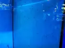 [TodoMarino.com] Hippocampus reidi. Parejas reproductoras