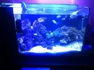 [TodoMarino.com] Os presento mi acuario  de 100l