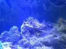 [TodoMarino.com] Os presento mi acuario  de 100l