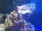 [TodoMarino.com] Os presento mi acuario  de 100l