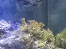 [TodoMarino.com] Os presento mi acuario  de 100l