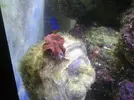 [TodoMarino.com] Os presento mi acuario  de 100l