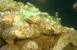 [TodoMarino.com] Ayuda para identificar especies