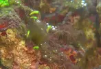 [TodoMarino.com] Ayuda para identificar especies