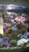 [TodoMarino.com] podeis ayudarme en el acuario de mi amigo pongo foto