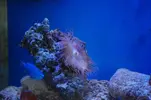 [TodoMarino.com] anemona rara