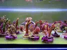 [TodoMarino.com] Pack de esquejes!!