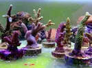 [TodoMarino.com] Pack de esquejes!!
