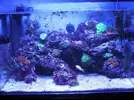 [TodoMarino.com] Espero sea mi próximo reef.