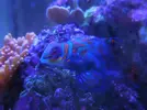 [TodoMarino.com] Espero sea mi próximo reef.