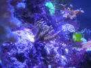 [TodoMarino.com] Espero sea mi próximo reef.