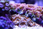 [TodoMarino.com] Mi Primer Acuario!
