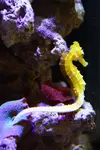 [TodoMarino.com] Mi Primer Acuario!