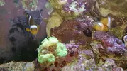 [TodoMarino.com] Polizones en mi Caulastrea ??