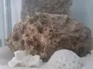 [TodoMarino.com] Duda con esta piedra viva ¿ que os parece ?