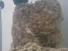[TodoMarino.com] Duda con esta piedra viva ¿ que os parece ?