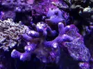 [TodoMarino.com] Pack de esquejes!!
