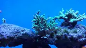[TodoMarino.com] Mi primer marino