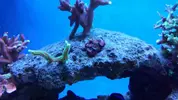 [TodoMarino.com] Mi primer marino