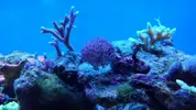 [TodoMarino.com] Mi primer marino