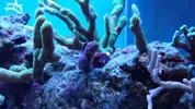 [TodoMarino.com] Mi primer marino