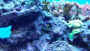 [TodoMarino.com] Mi primer marino