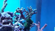 [TodoMarino.com] Mi primer marino