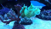 [TodoMarino.com] Mi primer marino