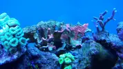 [TodoMarino.com] Mi primer marino