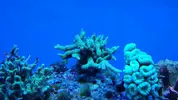 [TodoMarino.com] Mi primer marino