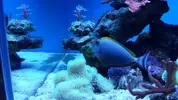 [TodoMarino.com] Mi primer marino