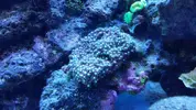 [TodoMarino.com] Mi primer marino