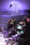 [TodoMarino.com] Mi Primer Acuario!