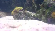 [TodoMarino.com] Ayuda identificar estrella